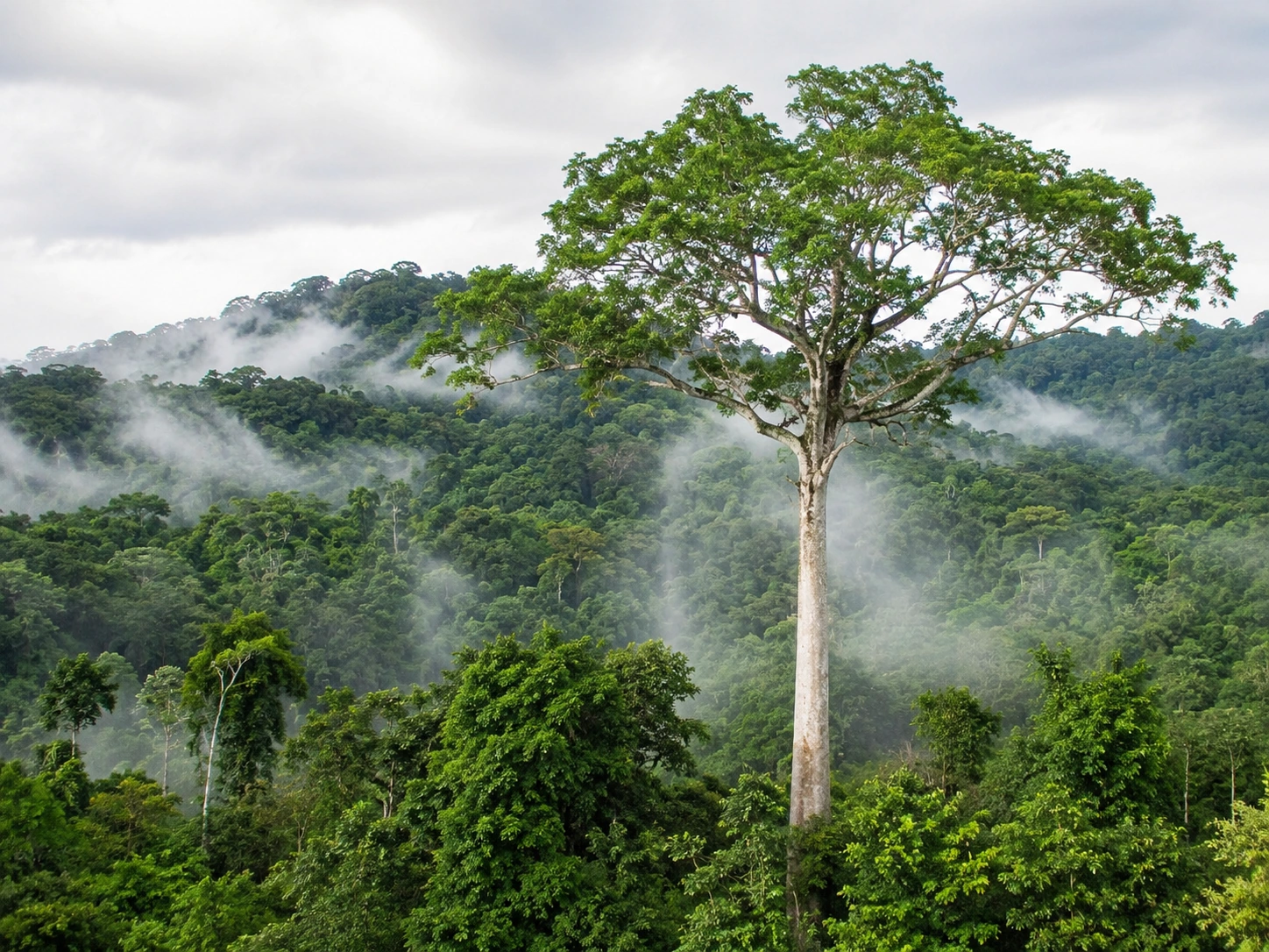 Parque Nacional de Taï