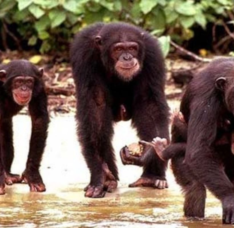 PARQUE NACIONAL DA COMOÉ